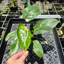Load image into Gallery viewer, Philodendron White Princess Variegated exact plant, Fedex 2day*
