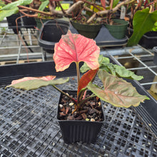 Load image into Gallery viewer, Syngonium Strawberry Ice, Exact Plant Variegated Ships Nationwide
