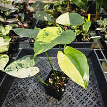 Load image into Gallery viewer, Philodendron Ilsemanii, Exact Plant Variegated Ships Nationwide
