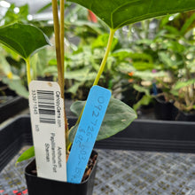 Load image into Gallery viewer, Anthurium Papillilaminum Fort Sherman, Exact Plant Ships Nationwide
