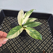 Load image into Gallery viewer, Rhaphidophora Lobbii Variegated exact plant, Fedex 2day*
