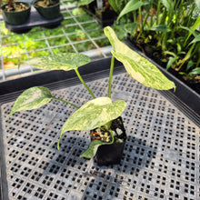 Load image into Gallery viewer, Monstera Deliciosa Green Snow variegated exact plant, Fedex 2day*
