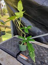 Load image into Gallery viewer, Philodendron Golden Dragon, Exact Plant Variegated Ships Nationwide

