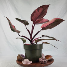 Load image into Gallery viewer, Philodendron Pink Princess, Exact Plant Variegated
