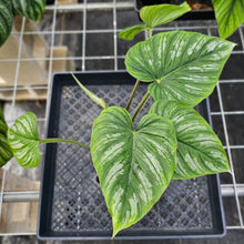 Load image into Gallery viewer, Philodendron Mamei, Exact Plant Ships Nationwide
