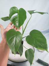 Load image into Gallery viewer, SP Sierrana Hawaii clone, exact plant, Monstera Deliciosa, ships nationwide
