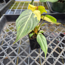 Load image into Gallery viewer, Philodendron Gloriosum variegated, Exact Plant Ships Nationwide
