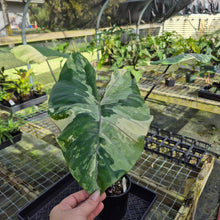 Load image into Gallery viewer, Alocasia Macrorhizza Black Stem, Exact Plant Variegated
