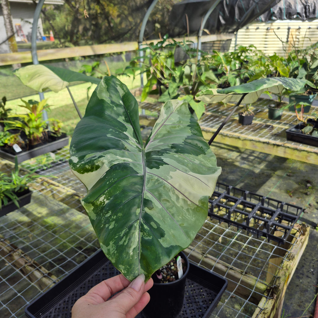 Alocasia Macrorhizza Black Stem, Exact Plant Variegated