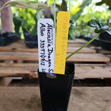 Load image into Gallery viewer, Alocasia dragon scale albo Exact Plant Ships Nationwide
