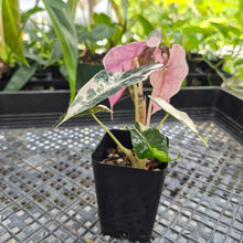 Load image into Gallery viewer, Alocasia polly snowflake pink variegated, Exact Plant Ships Nationwide.
