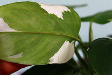 Load image into Gallery viewer, Variegated Philodendron White Princess, Exact Plant
