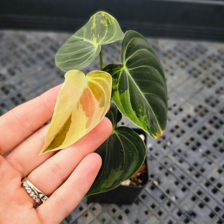 Philodendron Melanochrysum, Exact Plant Variegated Ships Nationwide