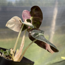 Load image into Gallery viewer, Alocasia Heart Balloon pink variegated exact plant, Fedex 2day*
