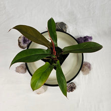 Load image into Gallery viewer, Philodendron Florida Bronze 4&quot; pot, Fedex 2 day*

