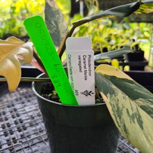 Load image into Gallery viewer, Philodendron Caramel Marble, Exact Plant Variegated Ships Nationwide
