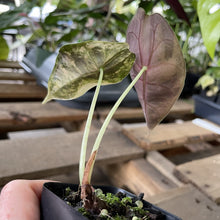 Load image into Gallery viewer, Alocasia Sedenii Aurea Variegated exact plant, Fedex 2day*
