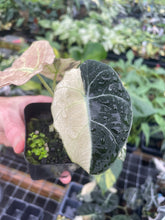 Load image into Gallery viewer, Alocasia Black Velvet Pink variegated 2.5" pot, Fedex 2day*
