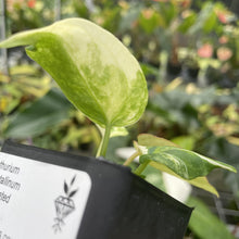 Load image into Gallery viewer, Anthurium Crystallinum Variegated exact plant, Fedex 2day*
