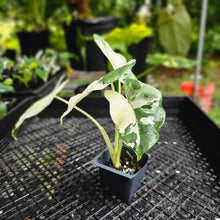 Load image into Gallery viewer, Alocasia Macrorhizza, Exact Plant Variegated
