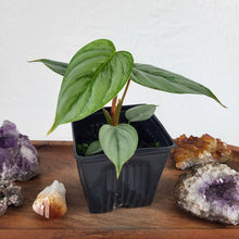 Load image into Gallery viewer, Philodendron Sodiroi True Form, Exact Plant
