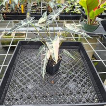 Load image into Gallery viewer, Alocasia Bambino Arrow Pink variegated exact plant, Fedex 2day*
