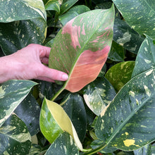 Load image into Gallery viewer, Philodendron Green Congo Nuclear Variegated 4" pot, Fedex 2day*
