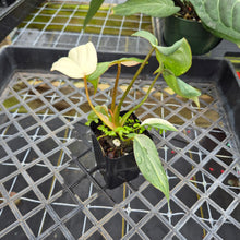 Load image into Gallery viewer, Philodendron Gloriosum variegated, Exact Plant Ships Nationwide
