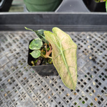 Load image into Gallery viewer, Alocasia Polly Mint Pink variegated 2.5" pot, Fedex 2day*
