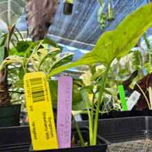 Load image into Gallery viewer, Syngonium Strawberry Milk, Exact Plant Variegated Ships Nationwide
