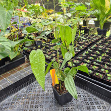 Load image into Gallery viewer, Anthurium Sp. Limon, Exact Plant Ships Nationwide
