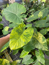 Load image into Gallery viewer, Alocasia Gageana Aurea Variegated 4" pot, Fedex 2day*
