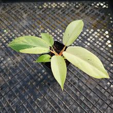 Load image into Gallery viewer, Philodendron Snowdrift, 2.5” pot, Fedex 2 day*
