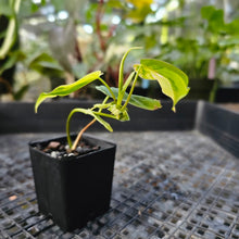 Load image into Gallery viewer, Philodendron Hederaceum Micans Aurea, Exact Plant Variegated Ships Nationwide
