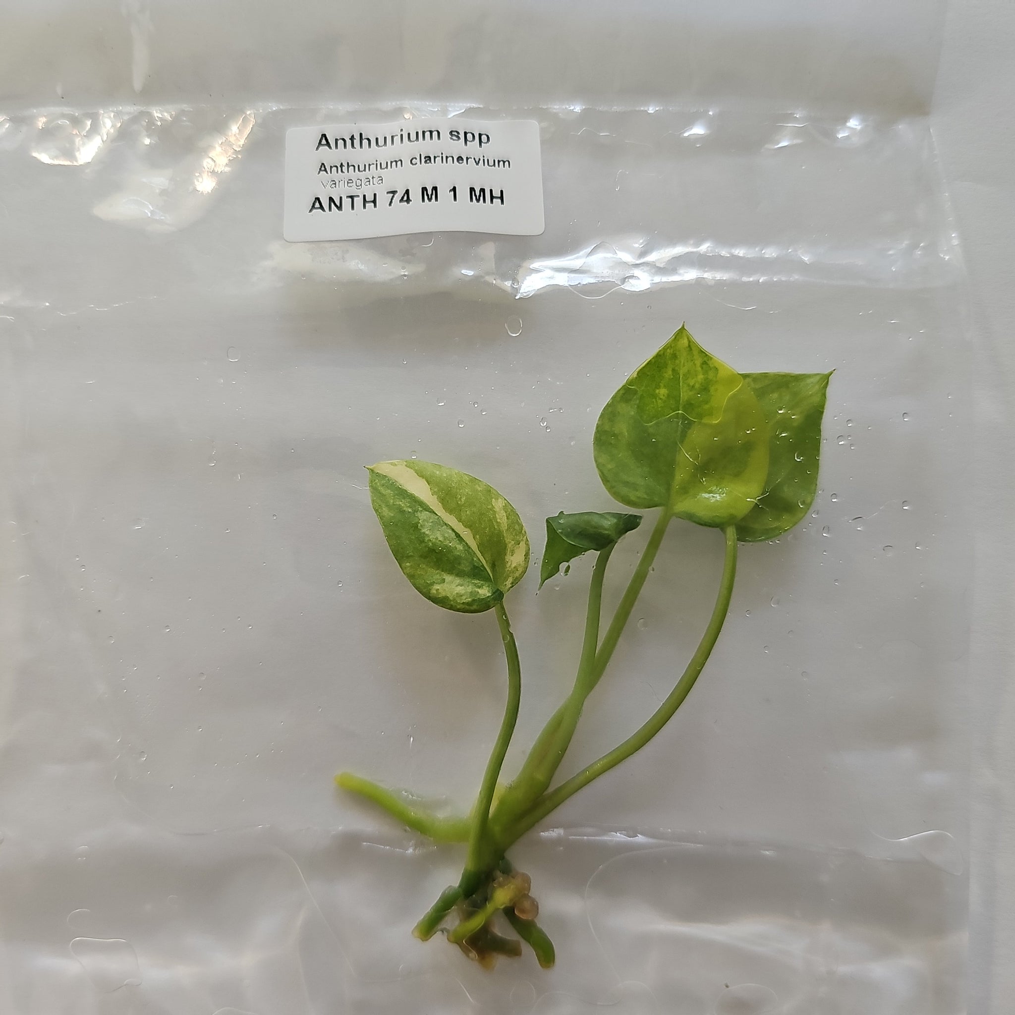 Anthurium Clarinervium variegated tissue culture 2DayAir – Canopy Gems