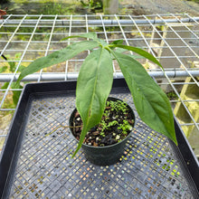 Load image into Gallery viewer, Anthurium Clavigerum , Exact Plant
