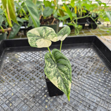 Load image into Gallery viewer, Alocasia dragon scale albo Exact Plant Ships Nationwide
