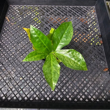 Load image into Gallery viewer, Zamioculcas Zamiifolia Wild Form ZZ, Exact Plant Variegated
