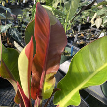 Load image into Gallery viewer, Philodendron Red Moon. not Yellow Flame Variegated exact plant, Fedex 2day
