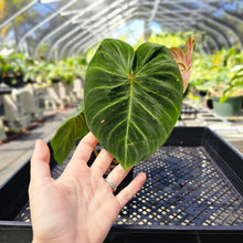 Load image into Gallery viewer, Philodendron Verrucosum Melon 4" pot, Fedex 2day*
