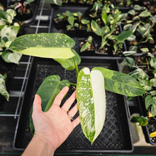 Load image into Gallery viewer, Philodendron Jose Buono, Exact Plant Variegated Ships Nationwide
