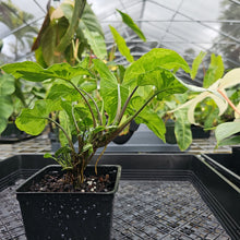 Load image into Gallery viewer, Syngonium Three Kings Magic Marble, Exact Plant Variegated Ships Nationwide
