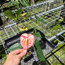 Load image into Gallery viewer, Anthurium Shibori Variegated exact plant, Fedex 2day*
