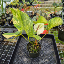 Load image into Gallery viewer, Anthurium Andraeanum White Heart, Exact Plant Variegated Ships Nationwide

