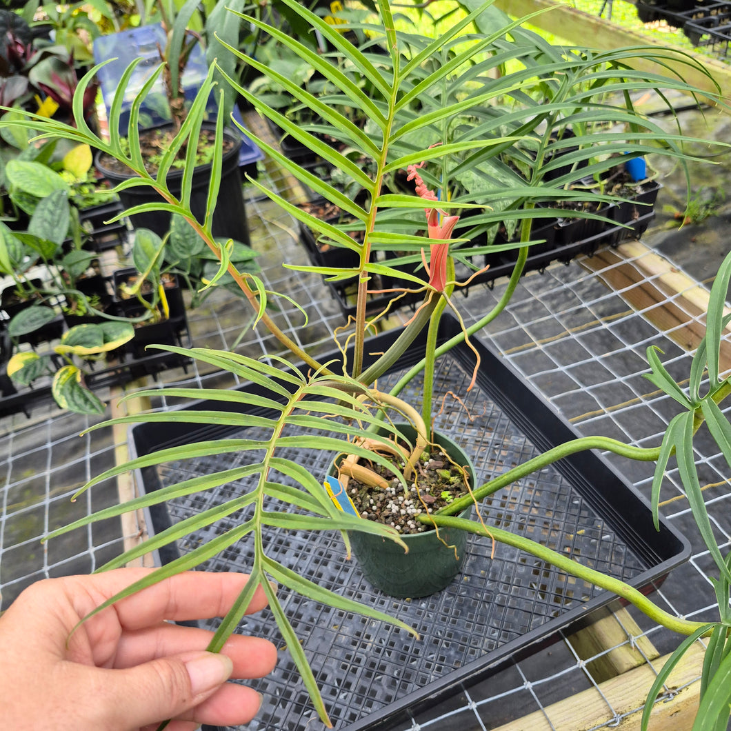 Philodendron Tortum, Exact Plant Ships Nationwide