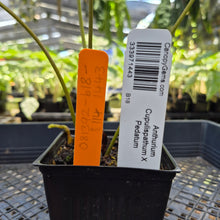 Load image into Gallery viewer, Anthurium Cupulispathum X Pedatum , Exact Plant Ships Nationwide

