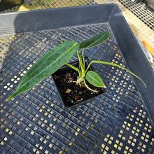 Load image into Gallery viewer, Anthurium Warocqueanum, Queen, Exact Plant Ships Nationwide
