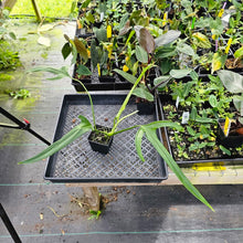 Load image into Gallery viewer, Philodendron Holtonianum, Exact Plant Ships Nationwide
