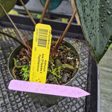 Load image into Gallery viewer, Anthurium Ace Of Spades X Papillilaminum, Exact Plant
