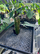 Load image into Gallery viewer, Philodendron Atabapoense Dark Form, Exact Plant Ships Nationwide

